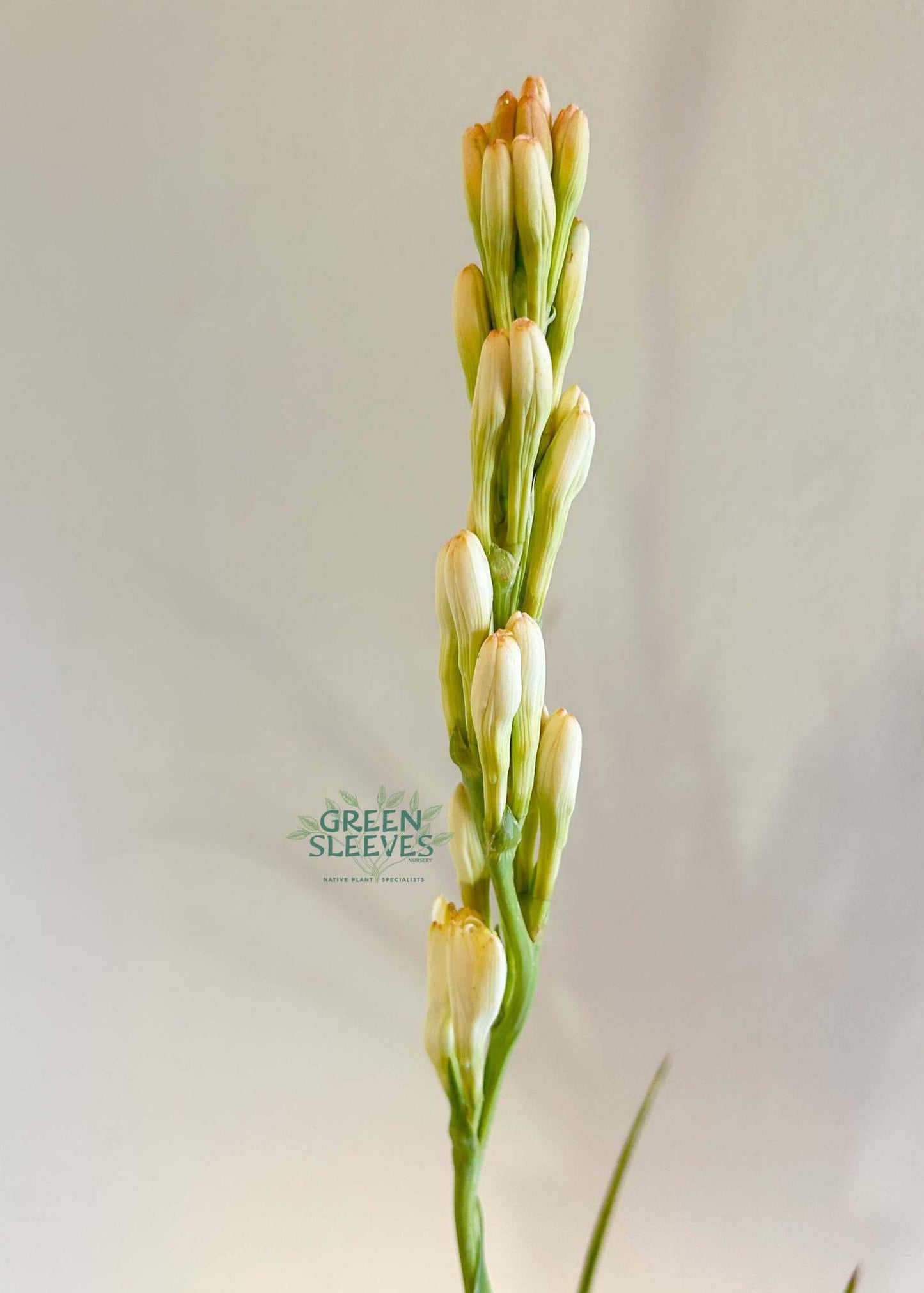 Agave amica