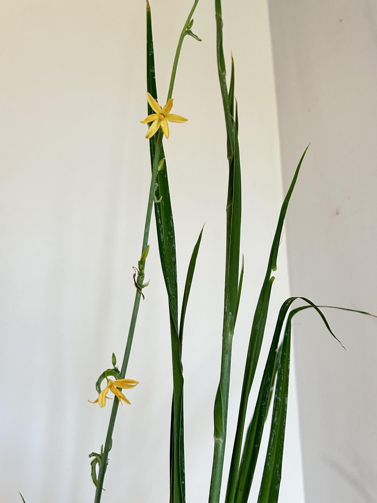 Echeandia texensis