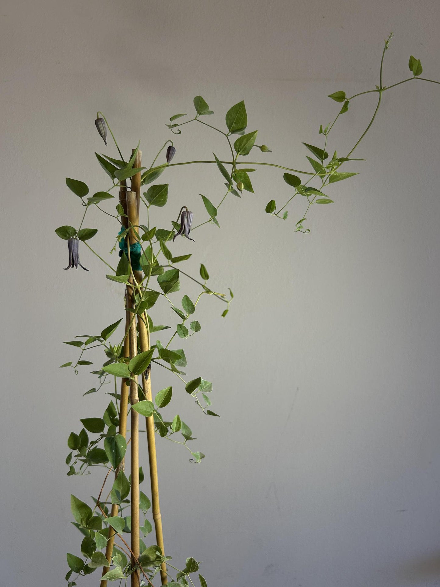 Clematis pitcheri