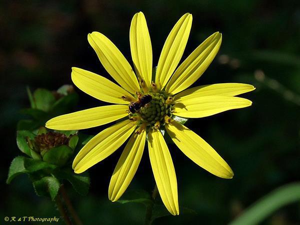 Silphium asteriscus L. var. simpsonii