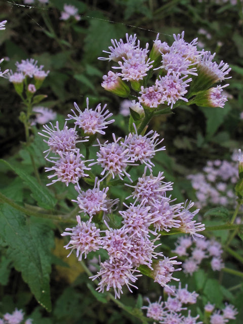 Fleischmannia incarnata, Pink Mistflower Thoroughwort