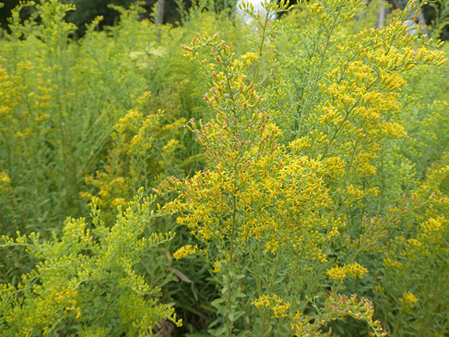 Solidago nemoralis, Prairie Goldenrod, Grey Goldenrod