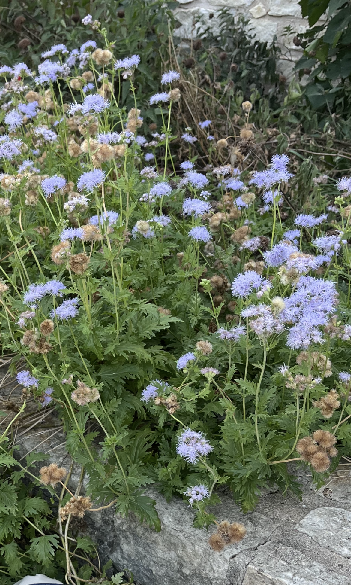 Gregg's Mistflower