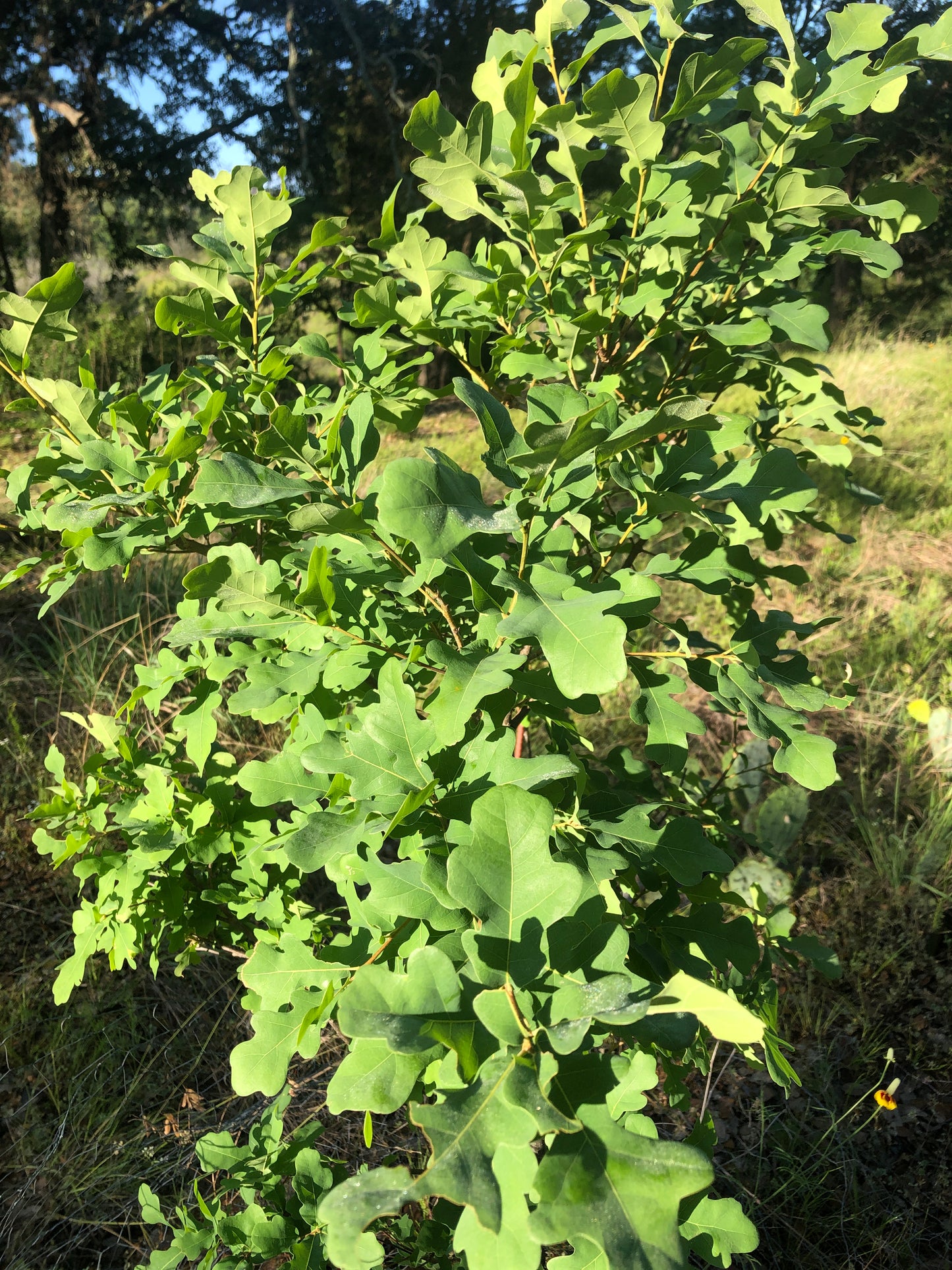 Quercus laceyii, Lacey Oak