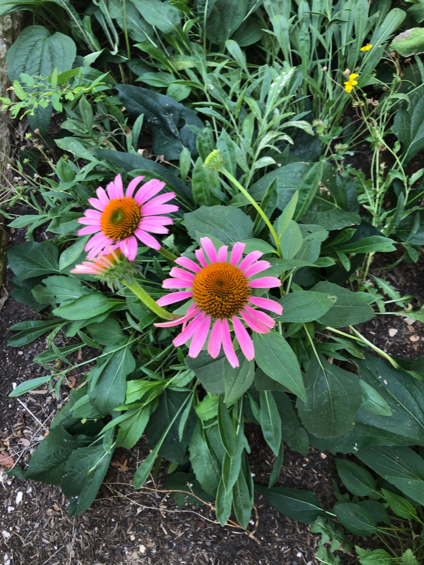 Purple Coneflower