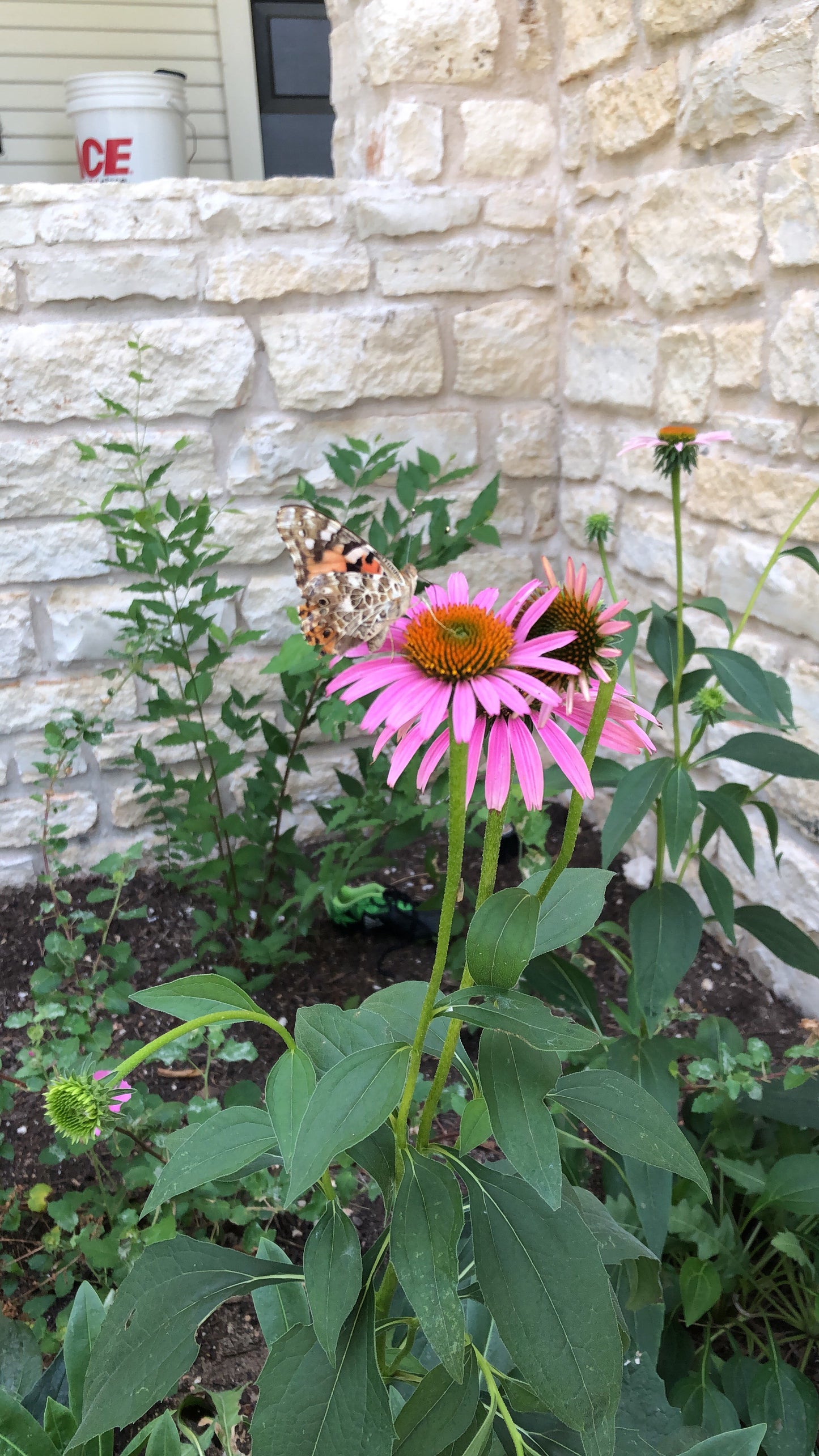 Purple Coneflower