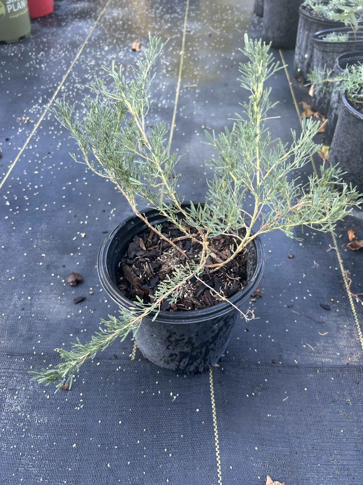 Dalea purpurea, Purple Prairie Clover