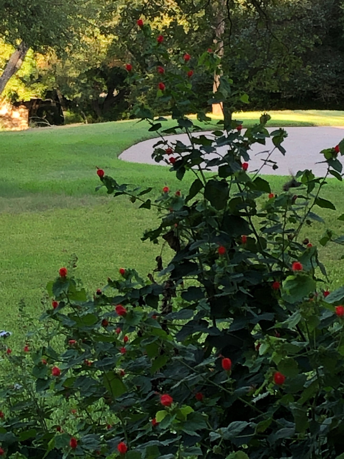 Big Momma' Turk's Cap