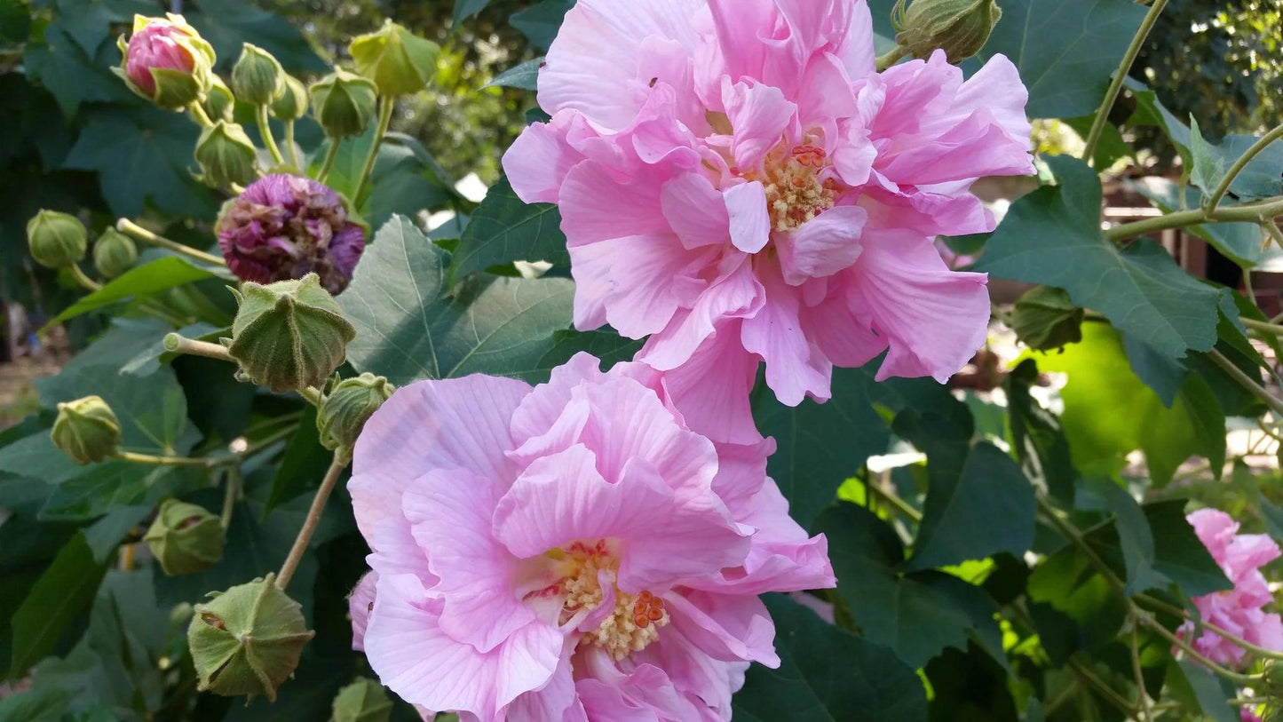 Hibiscus mutabulis, Confederate Rose