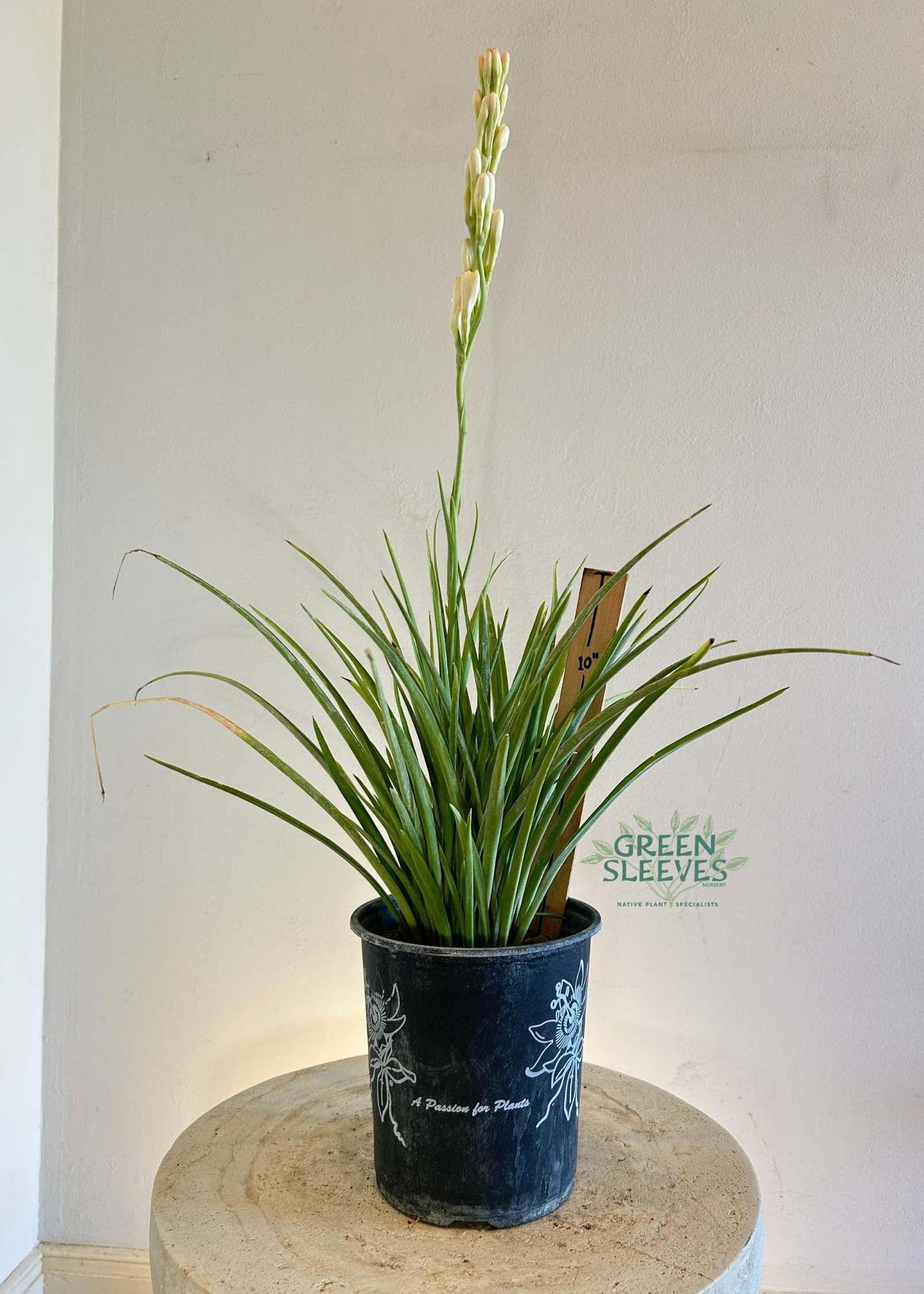 Agave amica