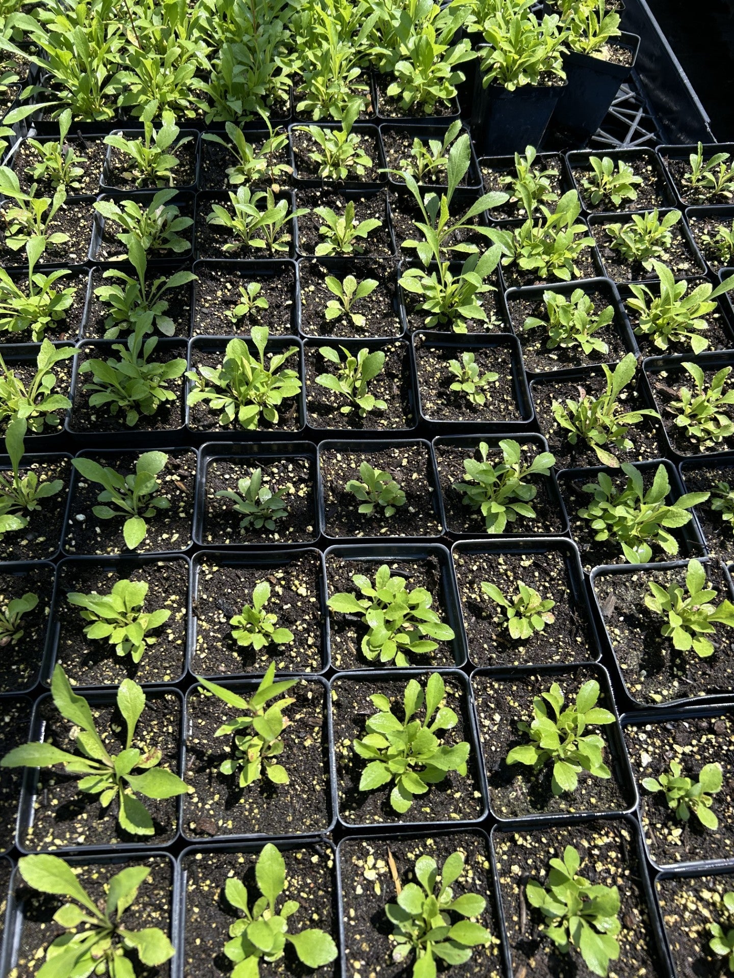 Solidago nemoralis, Prairie Goldenrod, Grey Goldenrod