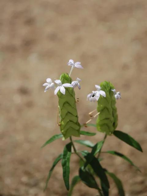 Yeatesia platystegia