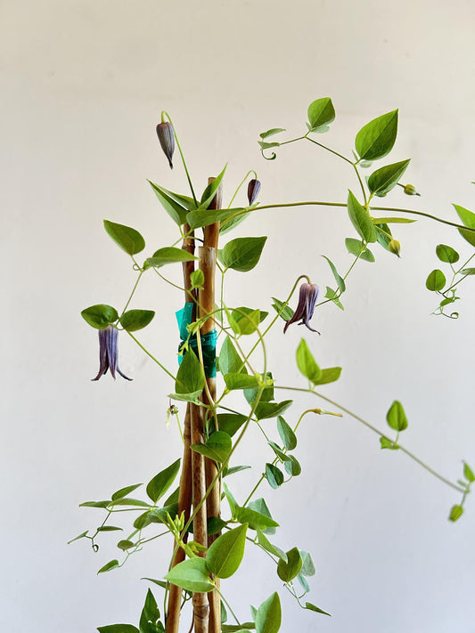 Clematis pitcheri