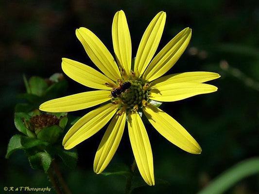 Silphium asteriscus L. var. simpsonii