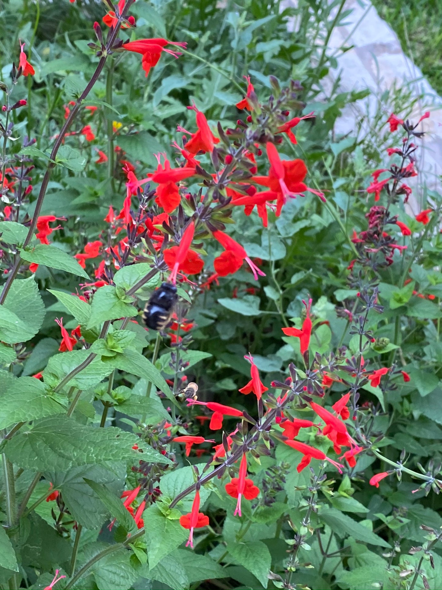 Cedar Sage