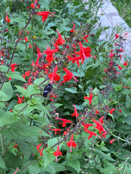 Cedar Sage