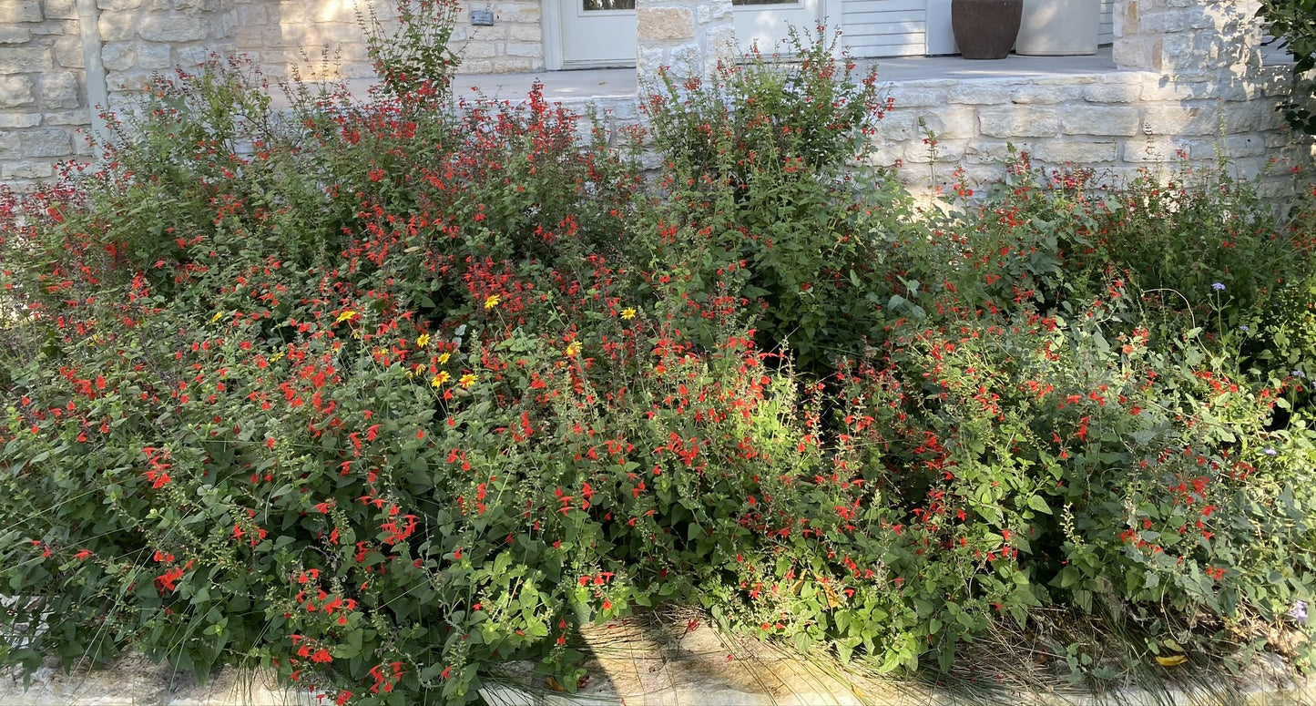 Cedar Sage