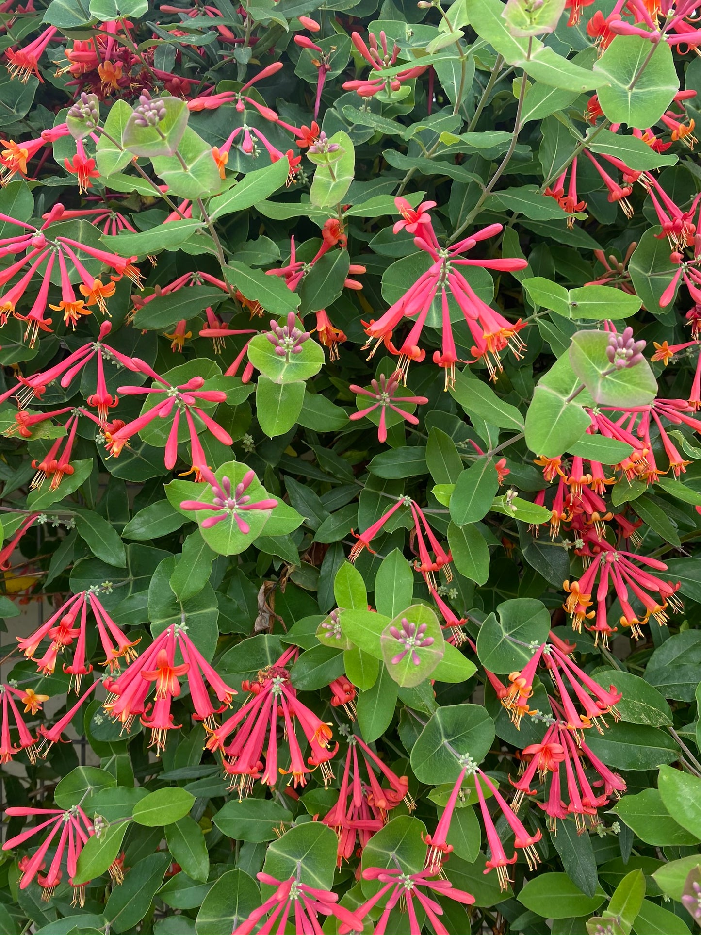 Coral Honeysuckle