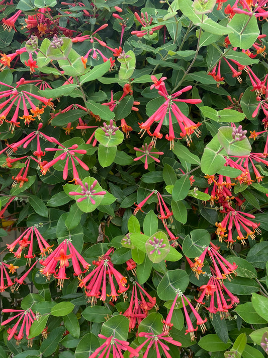 Coral Honeysuckle