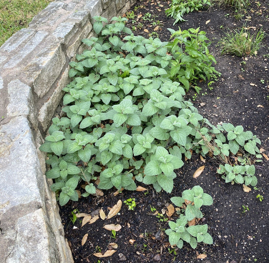 Heartleaf Skullcap