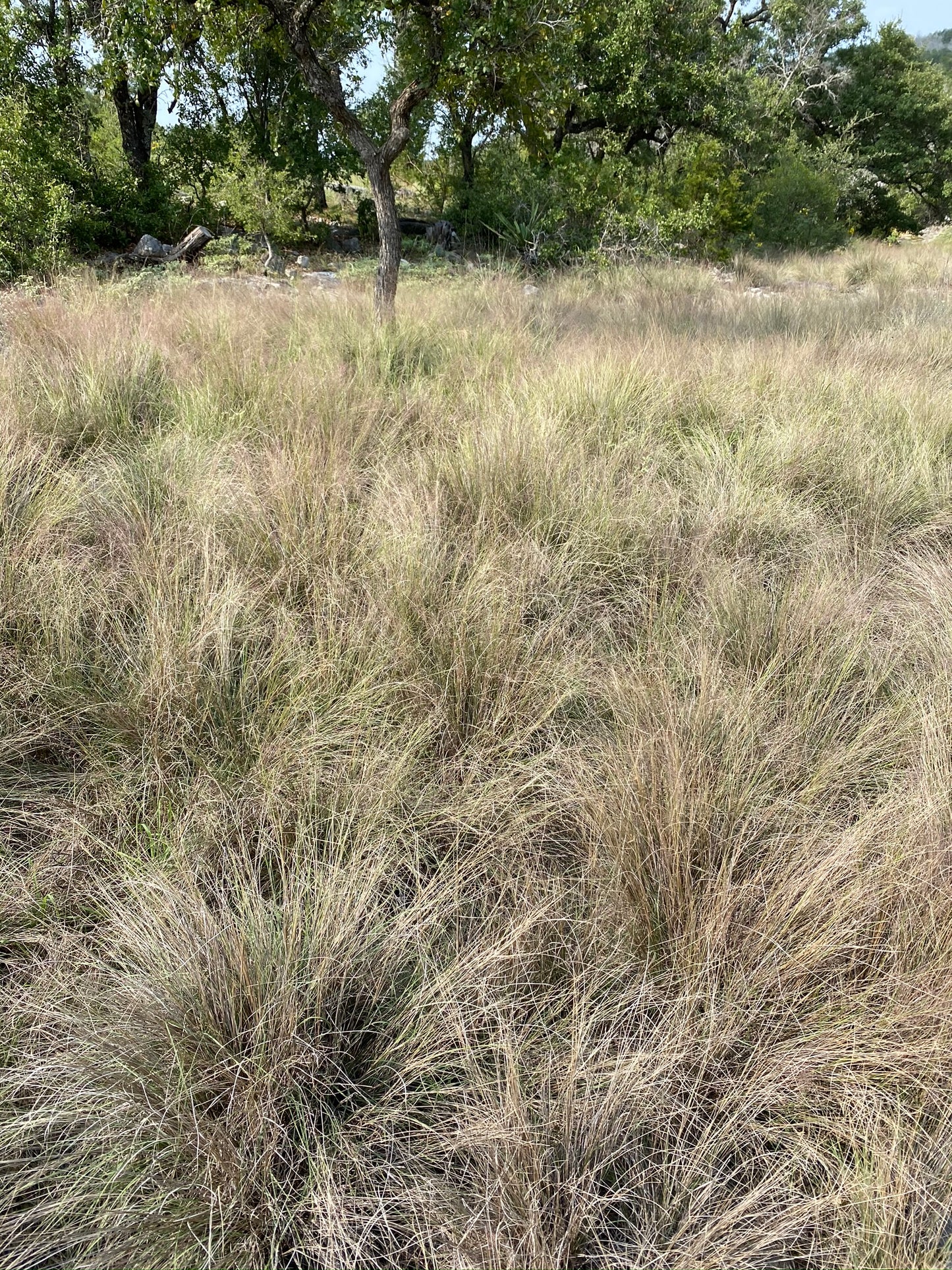 Seep Muhly