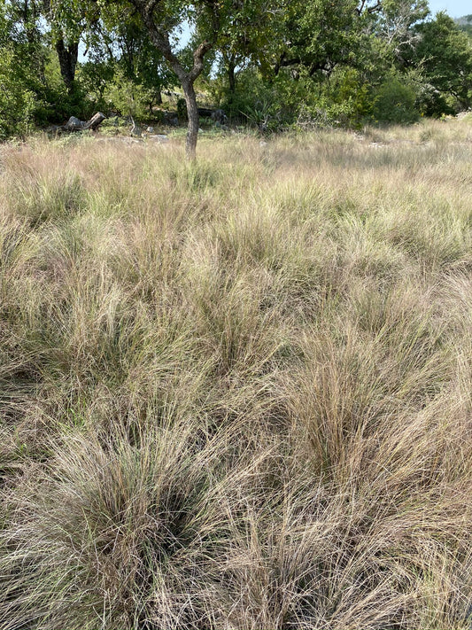 Seep Muhly
