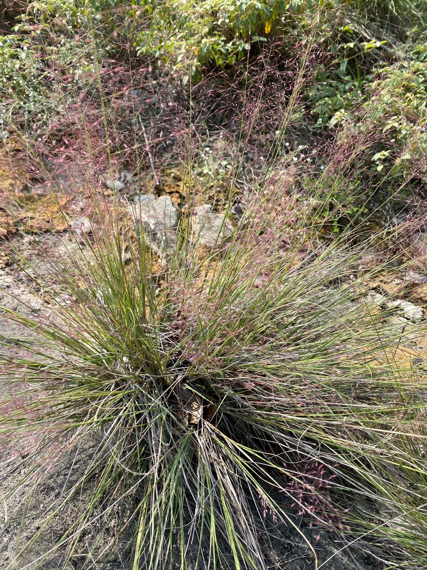 Seep Muhly