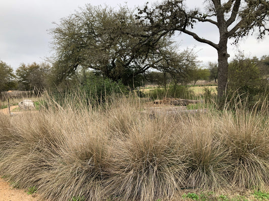 Lindheimer's Muhly