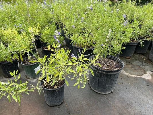 Salvia farinacea, Mealycup Blue Sage