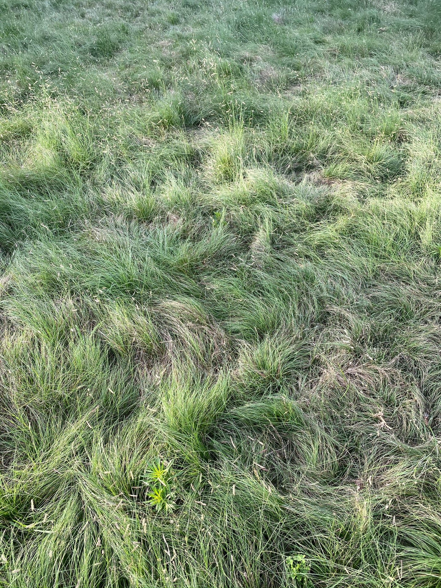 Thunder Turf 4-inch