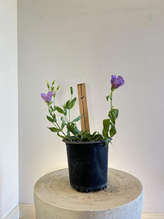 Eustoma exaltatum ssp. russellianum