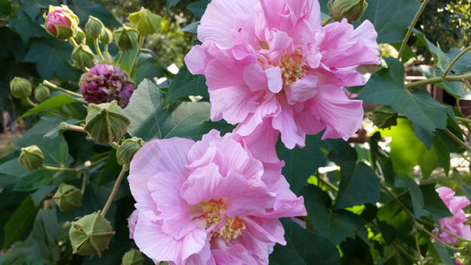 Hibiscus mutabulis, Confederate Rose