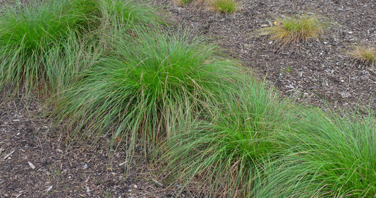 Carex leavenworthii, 'Scott's Turf,' 'Lawn Sedge,' 'Leavenworth's Sedge'