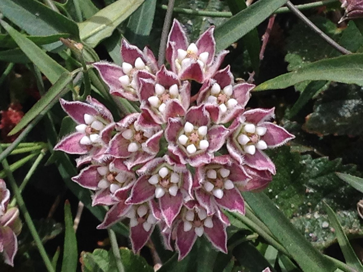 Funastrum cynanchoides, Climbing Milkweed Vine