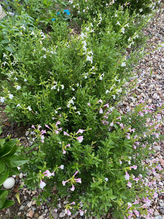 White Autumn Sage